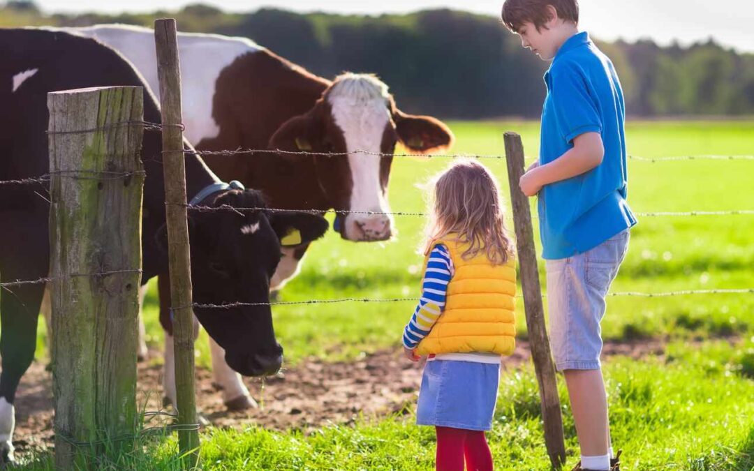Opinie; koeien zijn belangrijker dan kinderen