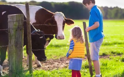 Opinie; koeien zijn belangrijker dan kinderen